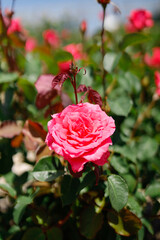 薔薇園に咲く薄めの赤が美しい日本原産の薔薇「芳純」