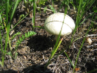 mushroom in the grass