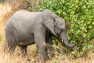 Naklejka na ściany i meble タンザニア・タランギーレ国立公園で見かけた、食事をアフリカ象の赤ちゃん