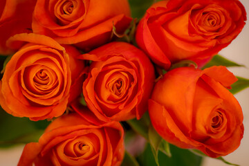 Macro shot close up of Confidential roses variety, studio shot.