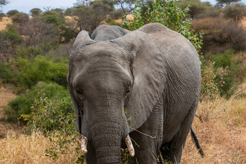 タンザニア・タランギーレ国立公園で見かけた、こちらへ向かってくるアフリカ象