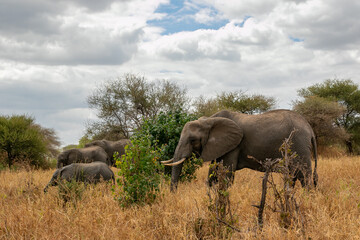 タンザニア・タランギーレ国立公園で見かけたアフリカ象の群れ