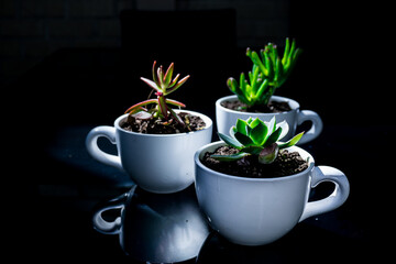 Cup of coffee with plant, 
succulents, decorative plants