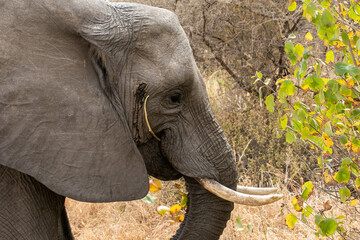 タンザニア・タランギーレ国立公園で見かけたアフリカ象の横顔
