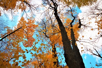 Beautiful romantic autumn season trees with yellow maple leaves