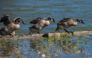 canada geese with wings spread