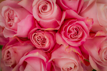 Fototapeta na wymiar Women hand holding a bouquet of Secret Garden roses variety, studio shot, pink flowers