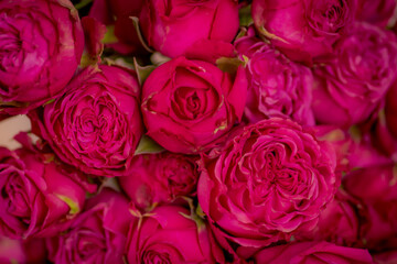 Close up shot of Classic Sensation roses variety bouquet, studio shot.