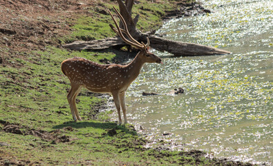 An Indian deer found near a pond in the forests backwater in Kabini jungles in Karnataka / India