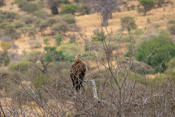 タンザニア・タランギーレ国立公園で見かけた、木の上に留まるハゲワシ