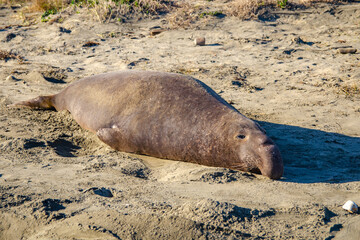 Sea elephant lies on Point Reyes beach in California	