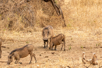 タンザニア・タランギーレ国立公園で見かけたイボイノシシの群れ