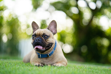 Fototapeta premium Cute french bulldog lying on field