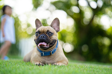Fototapeta premium Cute french bulldog lying on field