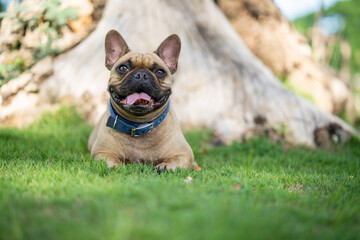 Cute french bulldog lying on field against the tree