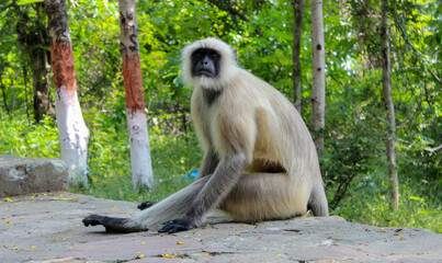 A rare Indian black faced monkey found squatting in the forest atop the Rajgir Hills in Jharkand /India.