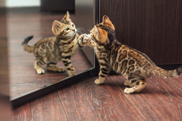 Cute curious bengal kitten looking into the mirror © Smile