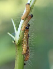 a caterpillar with a brilliant color creeping over the leaves
