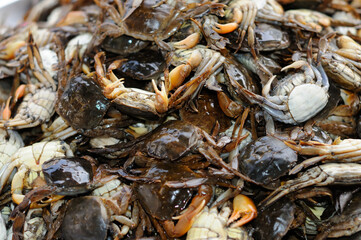A Pile of Fresh Crabs
