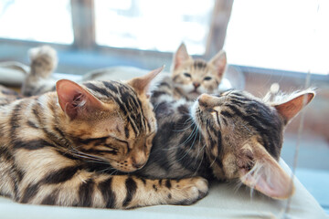 Three cute bengal kittens gold and chorocoal color laying on the cat's window bed and relaxing.