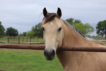 Fototapeta premium Gaze Into My Eyes