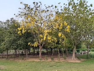 Obraz premium apple orchard in spring