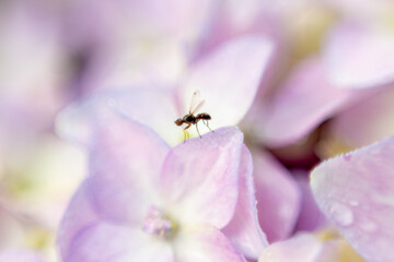 bee on pink flower