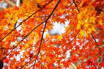 Autumn Foliage Season / Late Autumn in Japan