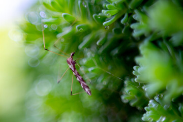 spider on leaf