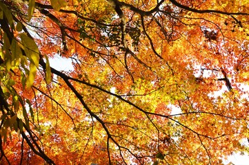 Autumn Foliage Season / Late Autumn in Japan