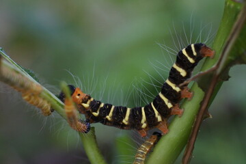a caterpillar with a brilliant color creeping over the leaves