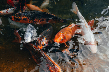Colorful carp fish, koi fish