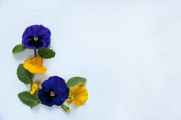 Flower composition. Border of flowers and leaves of pansies in blue and yellow on a white background. Free space.