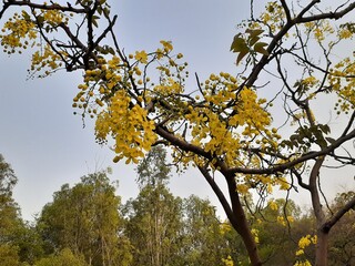 autumn tree in the sky