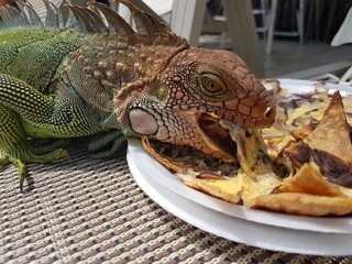 Iguana eating Nachos!! in a resort in Costa Rica