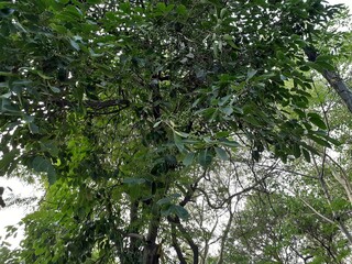 green leaves of tree