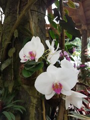 
Costa Rican exotic flowers in La Paz park