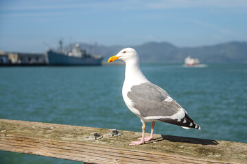 Sea ​​gull on the background of the ocean, San Francisco