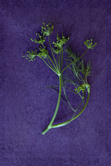 Fresh Dill Herb on a purple background