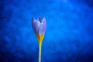 a small spring blue flower on a dark blue background