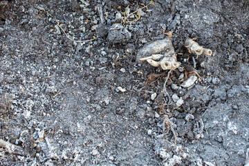 texture of gray soil with debris