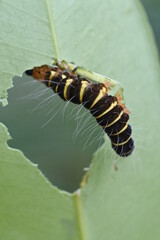 a caterpillar with a brilliant color creeping over the leaves