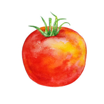 watercolor red big tomato