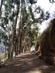 camino con árboles