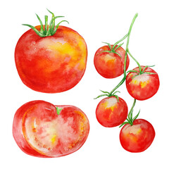 watercolor set tomato, half and cherry