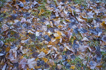 Colourful Fallen Leaves on the Ground; Autumn Colors