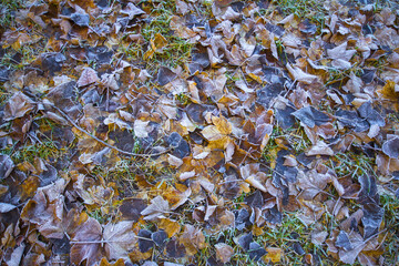 Obraz premium Colourful Fallen Leaves on the Ground; Autumn Colors