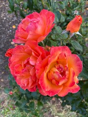Obraz premium Orange rose in garden., Orange roses in the front garden for Valentine's Day. Orange roses to use as a background image.