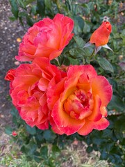 Orange rose in garden., Orange roses in the front garden for Valentine's Day. Orange roses to use as a background image.