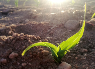 Intense natural green on terrain of brown ground. First cereal sprout of the Spanish countryside. Grown grain. Young corn growing. The future corncobs of the new agricultural season.